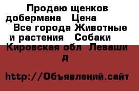 Продаю щенков добермана › Цена ­ 45 000 - Все города Животные и растения » Собаки   . Кировская обл.,Леваши д.